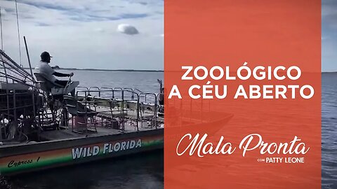 Um passeio pela encantadora fauna da Flórida, nos EUA, com Patty Leone | MALA PRONTA