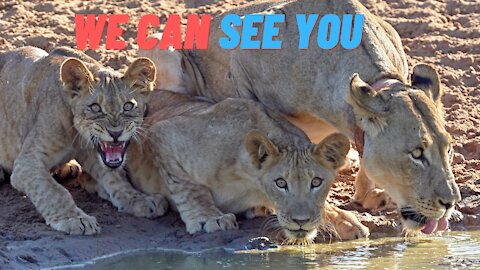 ADORABLE! SIX LION CUBS enjoy their first outdoor adventure ( Serengeti National Park ) (