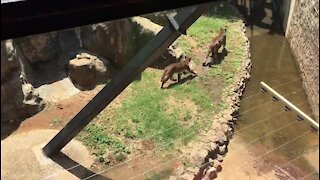SOUTH AFRICA - Johannesburg - Joburg Zoo (videos) (cDv)