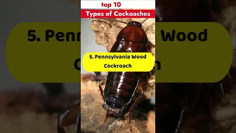 top 10 types of cockroaches #cockroach #cockroaches #roaches