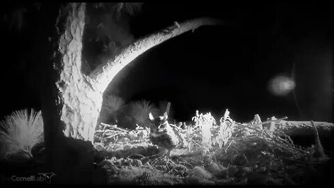 Great Horned Owls Visit Nest-Cam One 🦉 09/10/23 21:48