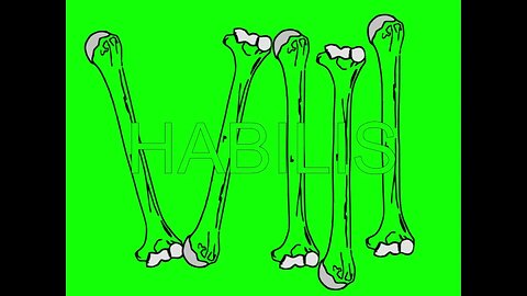 Pectoral Girdle (Right-Complete) x Habilis