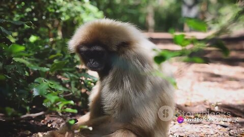 Chiang Mai's Flight of the Gibbons: Thailand's Canopy Adventures