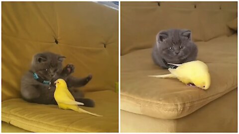 🔴The cat is afraid of a bird🐦🐯