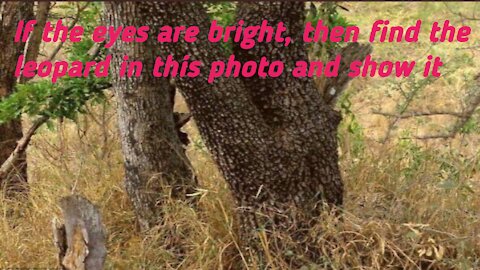 If the eyes are bright, then find the leopard in this photo and show it