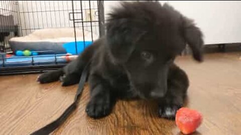 Cão não sabe lidar com morango congelado!