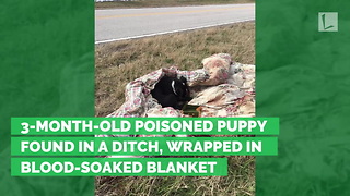 3-Month-Old Poisoned Puppy Found in a Ditch, Wrapped in Blood-Soaked Blanket