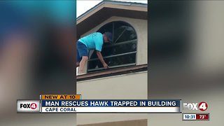 Man rescues hawk trapped in building