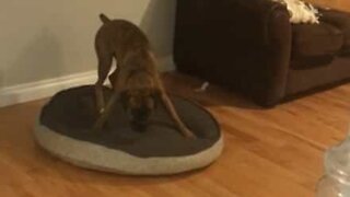 Dog has strange pre-nap ritual