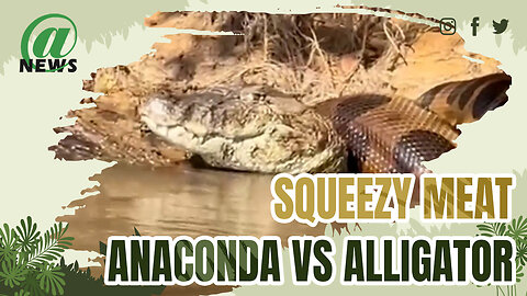 Giant Anaconda Makes A Meal Of Huge Alligator