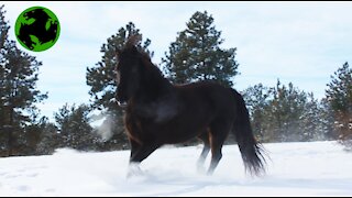 A fun snow day with my Morgan Horse