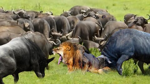 1 Lion Vs 100 Buffaloes! Lion Was Tortured To Death When He Fell Into The Siege Of 100 Buffaloes