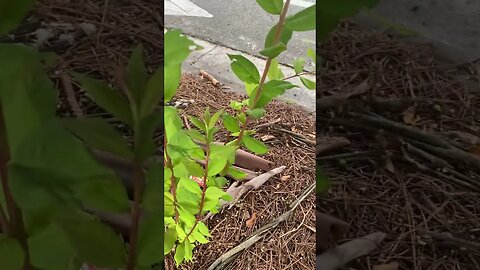 Beetle Crawling Up Plant Part 2