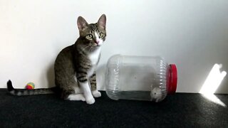 Curious Little Cat Watches a Hamster