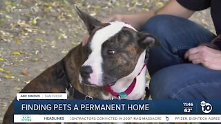 Pet of the Week: Peter