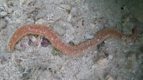 Foot long venomous fireworm found at the beach