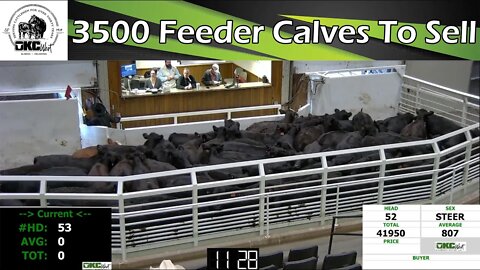 11/9/2022 - OKC West Feeder Calf Auction