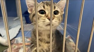 Local animal shelter offers a 'purrfect' promotion to get cats adopted as kitten season ensues