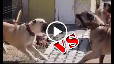 Kangal Shepherd Dog vs Shepherd Dog