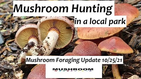 Mushroom Hunting in a local park: Mushroom Update 10/25/21