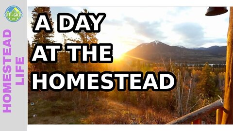 Day In a Life Of A Modern Homesteader - Homesteading Life & Homestead Chores // Homesteading VLOG