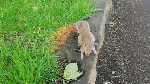 Super Cute Playful Squirrel