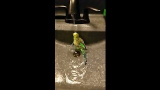 Slow-mo birdy bath!