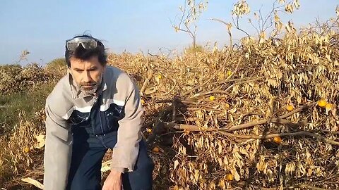 Spanish farmers forced to abandon orange crops