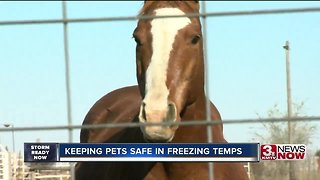 Keeping Pets Safe in Freezing Temps