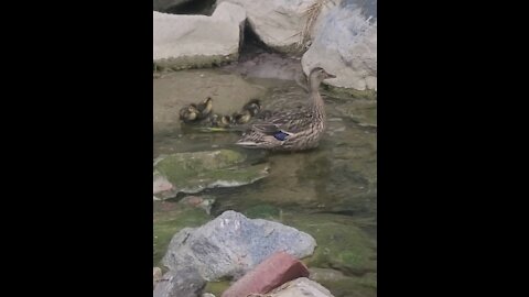 BABY DUCKLINGS AND MOMMA DUCK SWIMMING