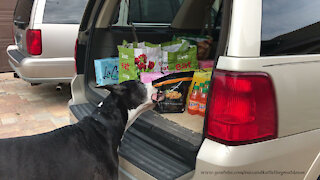 Clever Great Dane chooses chicken fingers from trunk full of groceries