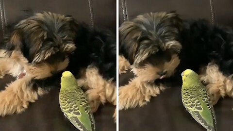 Yorkie gives parrot best friend a loving kiss