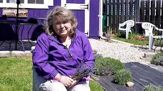 Lansing lavender farm will soon be in full bloom