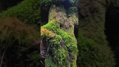 beautiful mossy tree