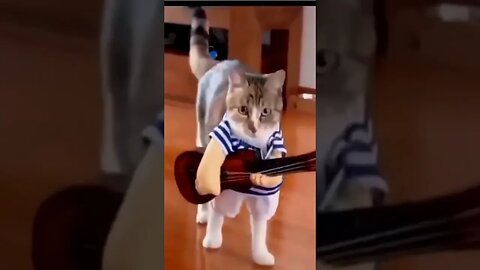 Funny Cat Videos #shorts #cute #subscribe #like #cat #