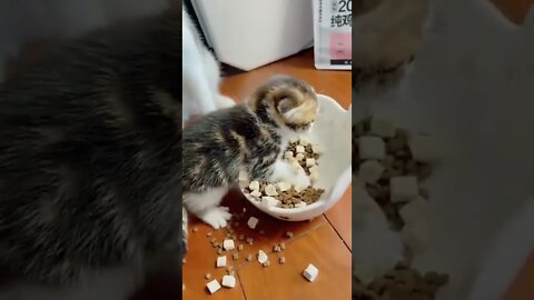 Cat with kitten #ytshorts #shorts #PetpupFun #Fun #Dogs #Cats #Entertaiment #trending #viral