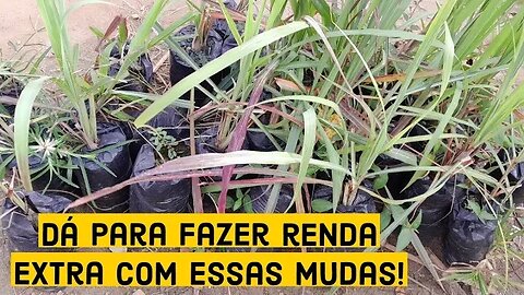 CAPIM DA LAPA - Da para fazer muitas e faturar!