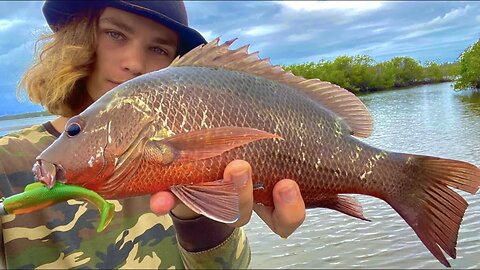 Fishing for MANGROVE JACK - Catch & Cook! (Shark Fishing)