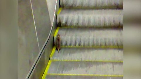 "Adorable Rat VS The Escalator"