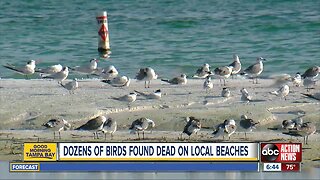 Dozens of laughing gulls found dying on Sarasota beaches