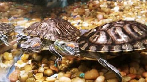 Epic turtle fight in slow motion