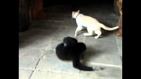 Gibbon VS Cat