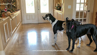 Cat in Christmas outfit amuses Great Dane friends