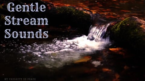 Gentle Stream Flowing Over An Old Tree Branch In The Woods | Nature | White Noise | Soothing | Sleep