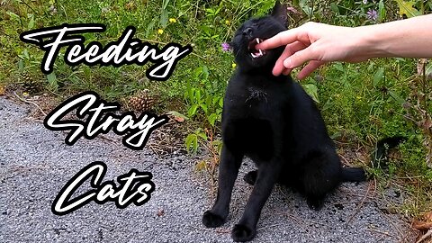 Meaty Meals for Hungry Stray Cats - Feeding Stray Cats