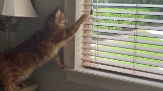 Super Clever Cat Knows How To Close Blinds On Command