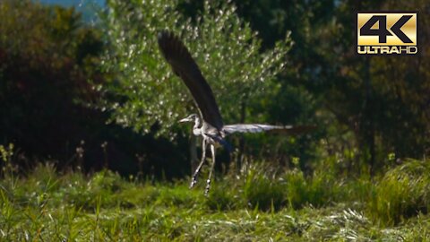 Grey Heron in Slow Motion HD Video Flying Majestically