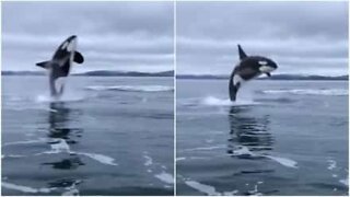 Orca salta muito perto de um barco