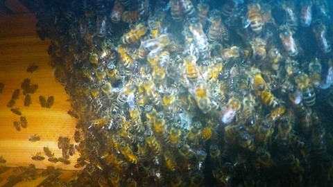 Peek inside active honeybee hive as it starts to grow