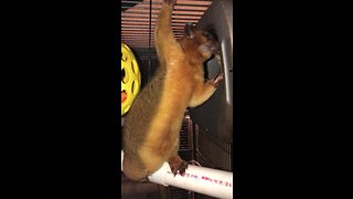 Super cute kinkajou grooming session